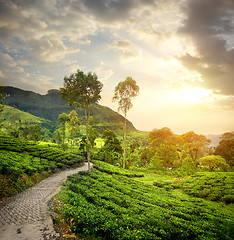 Image showing Green tea plantations