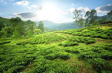 Image showing Tea fields in mountains