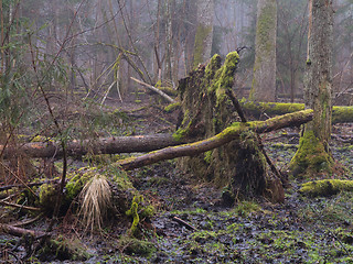 Image showing Early spring morning in forest with mist and broken tree