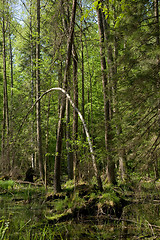 Image showing Springtime alder-bog stand