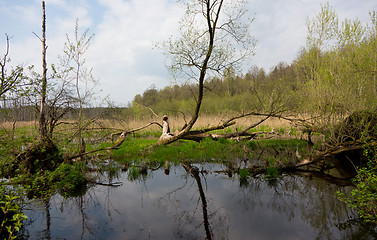 Image showing Flooded abandoned meadows in springtime 