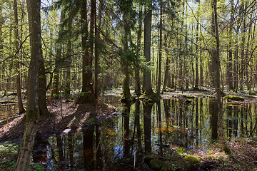 Image showing Old alder trees of Bialowieza Forest