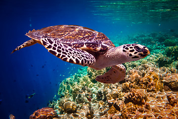 Image showing Hawksbill Turtle - Eretmochelys imbricata