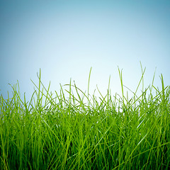 Image showing Spring green grass