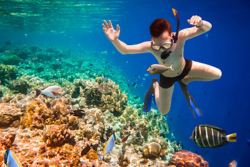 Image showing Snorkeler Maldives Indian Ocean coral reef.