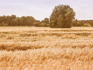 Image showing Retro looking Barleycorn field