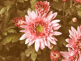 Image showing Retro looking Chrysanthemum picture