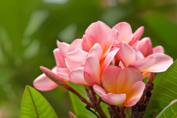 Image showing frangipani