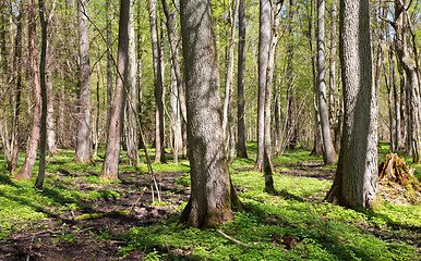 Image showing Riparian stand of Bialowieza Forest in sun