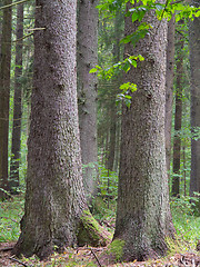 Image showing Three old spruces 