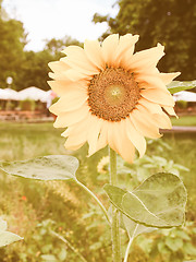 Image showing Retro looking Sunflower flower