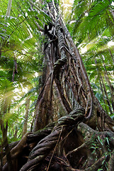 Image showing old tree new day