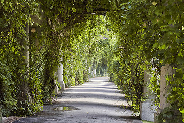 Image showing Beautiful pergola in the park