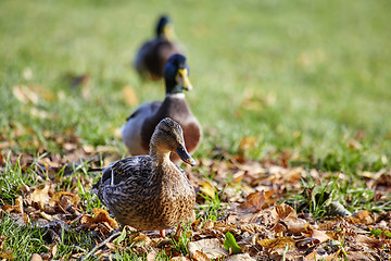 Image showing Group of mallards