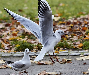 Image showing Seagulls flying over autumnal park