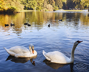 Image showing Pair of swans