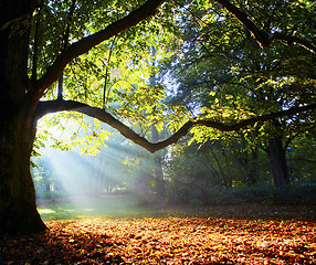 Image showing magnificent ancient oak in forest