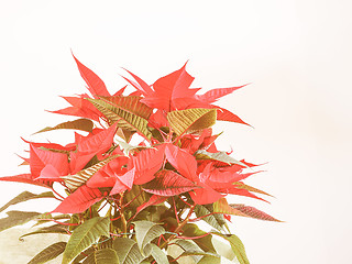 Image showing Retro looking Poinsettia Christmas star