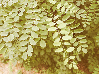 Image showing Retro looking Acacia leaf