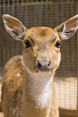 Image showing young deer