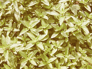 Image showing Retro looking Peppermint