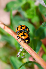 Image showing ladybirds mating