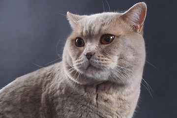 Image showing British Short Hair Cat