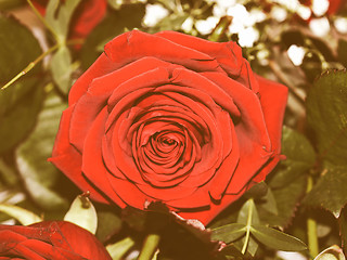 Image showing Retro looking Rose picture