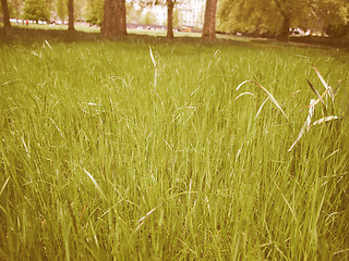 Image showing Retro looking Grass meadow