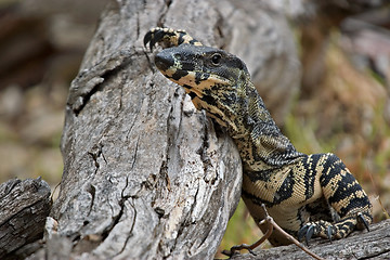 Image showing goanna taking a break