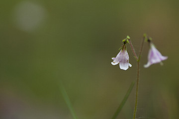 Image showing twinflower