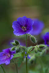 Image showing woodland geranium