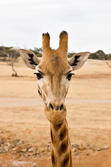 Image showing giraffe up close