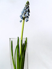 Image showing grape hyacinth