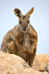 Image showing yellow footed rock wallaby