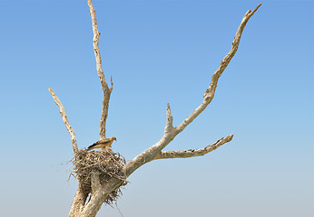 Image showing whistling kite