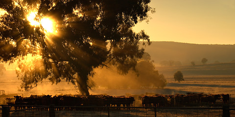 Image showing morning cows