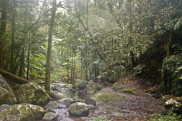 Image showing rain forest