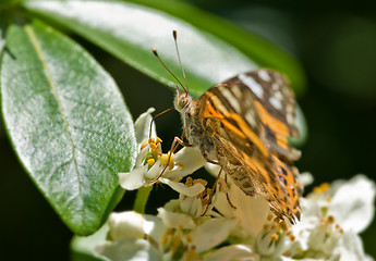 Image showing monarch butterfly