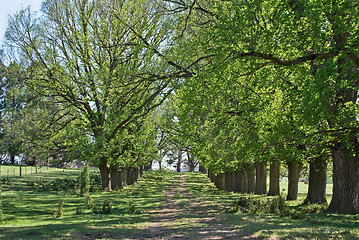 Image showing spring country road