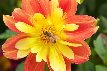 Image showing bee yellow red