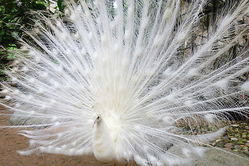 Image showing White peacock with feathers out