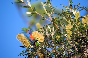 Image showing lorikeet eating a banksia