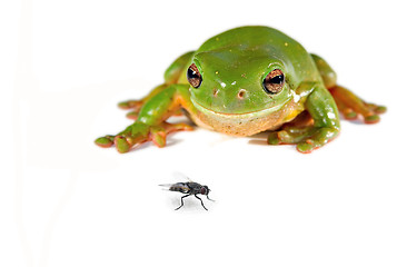 Image showing green tree frog and a fly