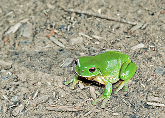 Image showing green tree frog on ground