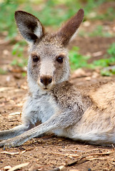 Image showing kangaroo lying around