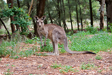 Image showing kangaroo