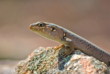 Image showing lizard on rock