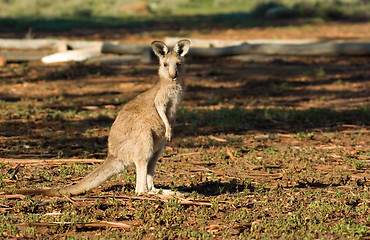 Image showing kangaroo looking at camera