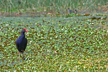 Image showing water hen in wetlands